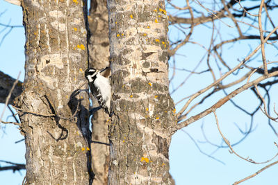 Bird perching on tree against sky