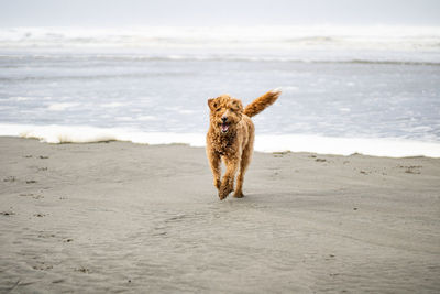Dog running on beach