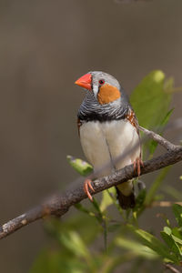 Close-up of bird perching on branch