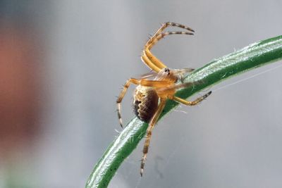 Close-up of insect on plant