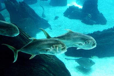 Fish swimming in aquarium