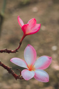 Close-up of pink flower