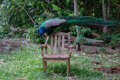 View of peacock on wood