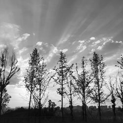 Low angle view of silhouette trees on field against sky