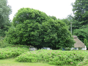 Trees and plants on field against sky