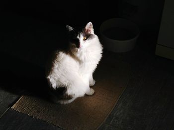 Cat resting on tiled floor