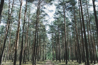 Trees growing at forest