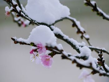 Close-up of frozen flower tree against sky