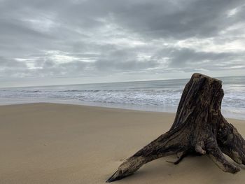 Driftwood on beach against sky