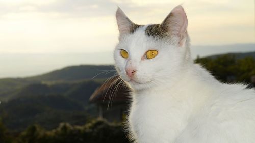 Close-up of cat looking away against mountains