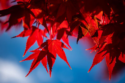 Close-up of maple leaves