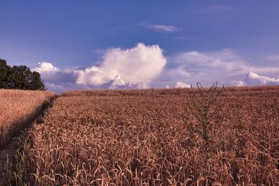 Panoramic view of field against sky