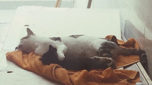 High angle view of sofa