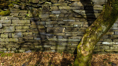 Brick wall with moss on tree trunk