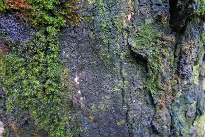 Close-up of moss on tree trunk