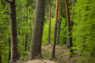 Pine trees in forest