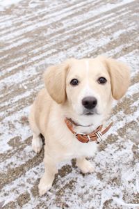 High angle portrait of a dog