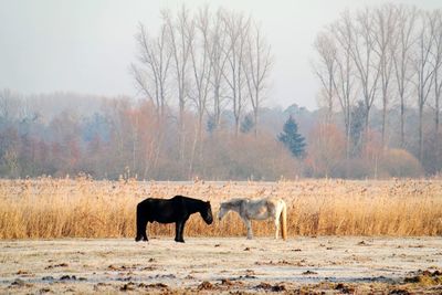 Horses in a field