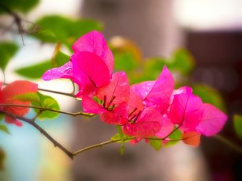 Close-up of pink flowers blooming outdoors