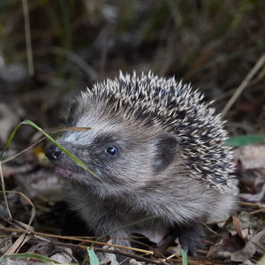 Close-up of an animal on field