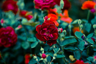 Close-up of red flowers