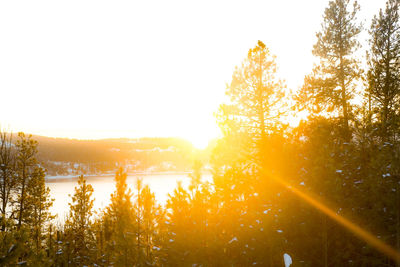 Trees against clear sky during sunset