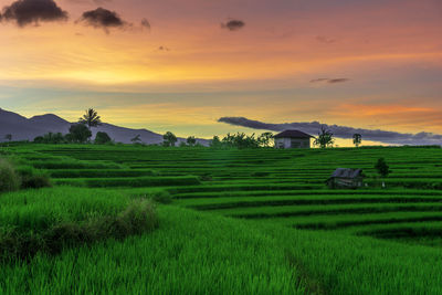 Beautiful sunny morning panorama in the green rice fields under the indonesian mountains