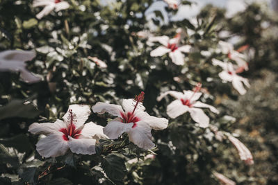 Close-up of cherry blossom