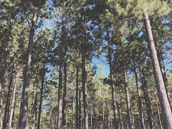 Low angle view of bamboo trees in forest