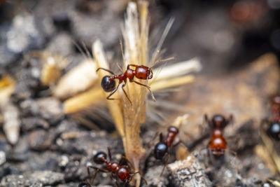 Close-up of insect on land