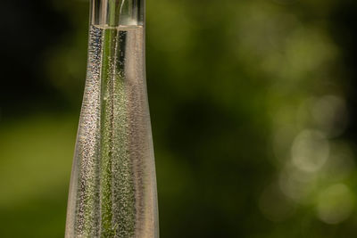 Close-up of bamboo plant against blurred background