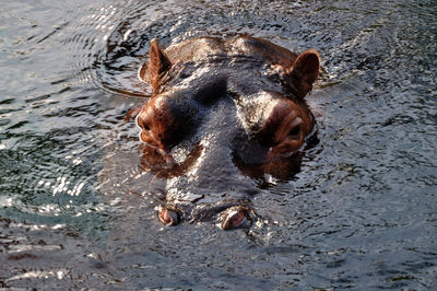 High angle view of animal swimming in water