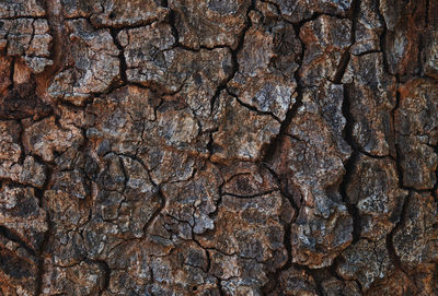 Full frame shot of tree trunk