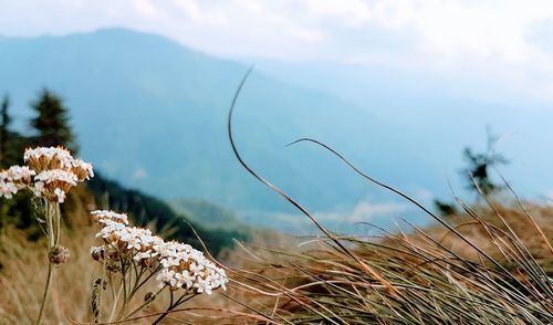 Close-up of flowering plants on land against sky