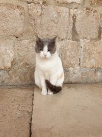 Portrait of cat sitting on wall