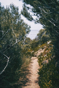 Scenic view of river amidst trees in forest against sky