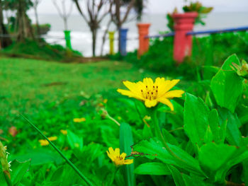Close-up of yellow flower blooming outdoors