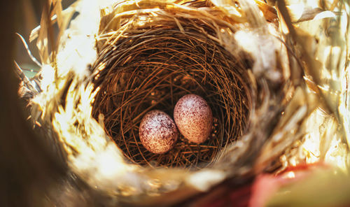 High angle view of bird in nest