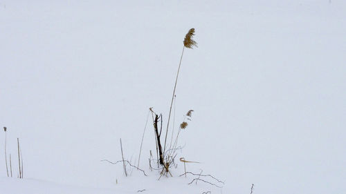 Close-up of plants