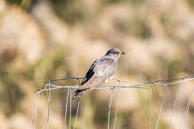 Close-up of bird perching on a fence