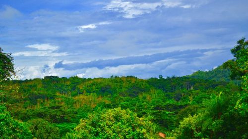 Scenic view of forest against sky