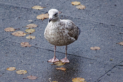 High angle view of seagull perching on footpath