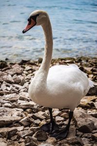 Swan on rock by lake