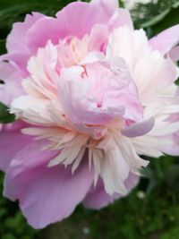 Close-up of pink flowers blooming outdoors