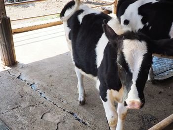 High angle view of cow standing outdoors