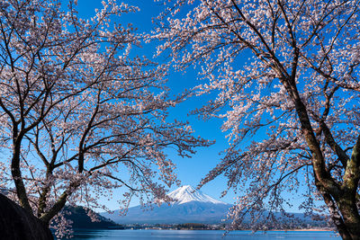 Bare trees against blue sky during winter