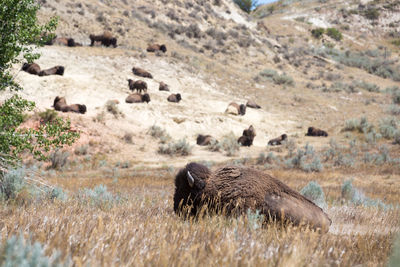 Sheep on landscape