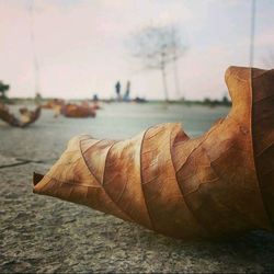 Close-up of leaf against sea