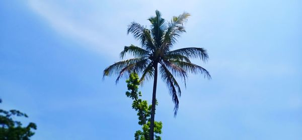 Low angle view of palm tree against clear blue sky