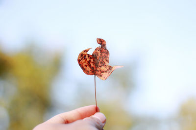 Close-up of hand holding leaf